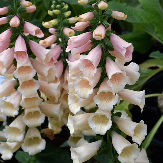 Digitalis Foxglove Dalmation Peach
