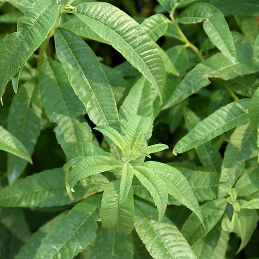 Lemon Verbena