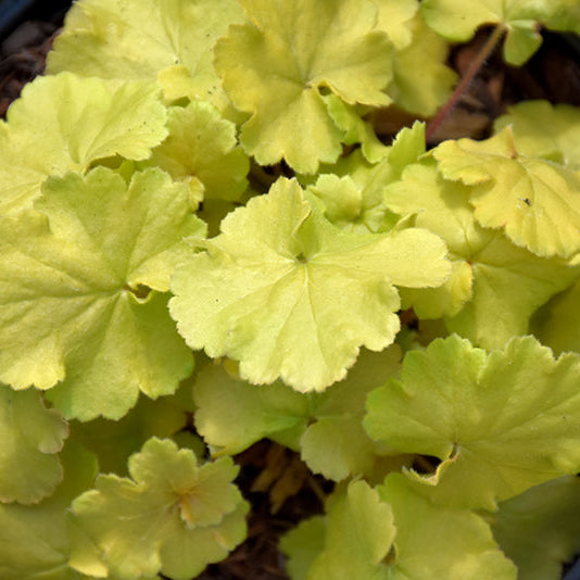 Heuchera Coral Bell Northern Exposure Lime