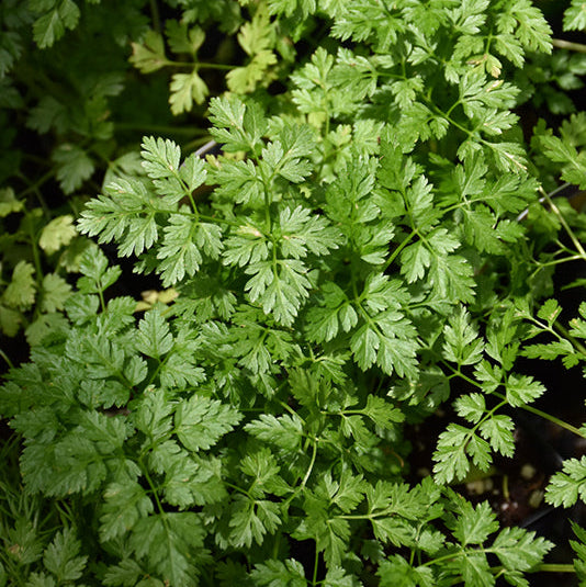 Chervil, French Parsley