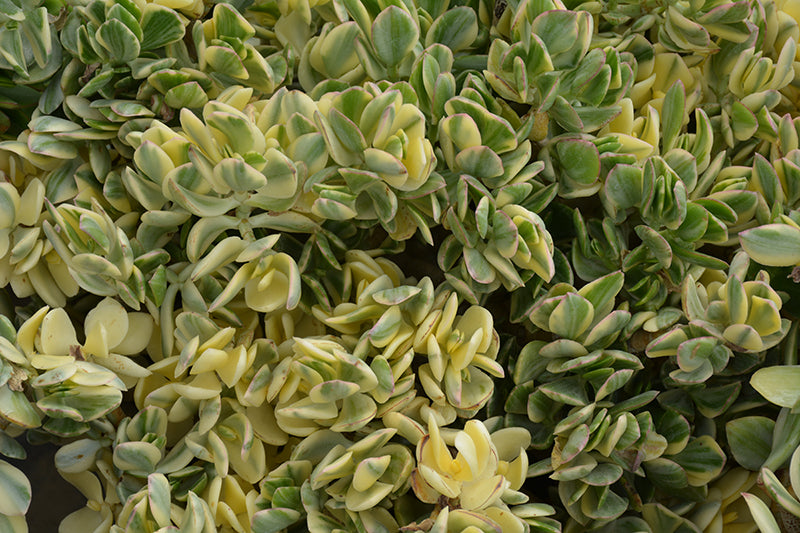 Crassula ovata Variegata