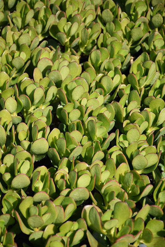 Crassula ovata Compact