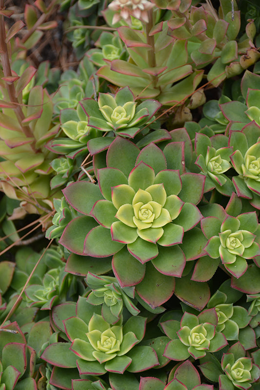 Aeonium Kiwi