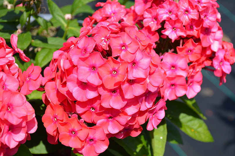 Phlox Garden Phlox Luminary Sunset Coral