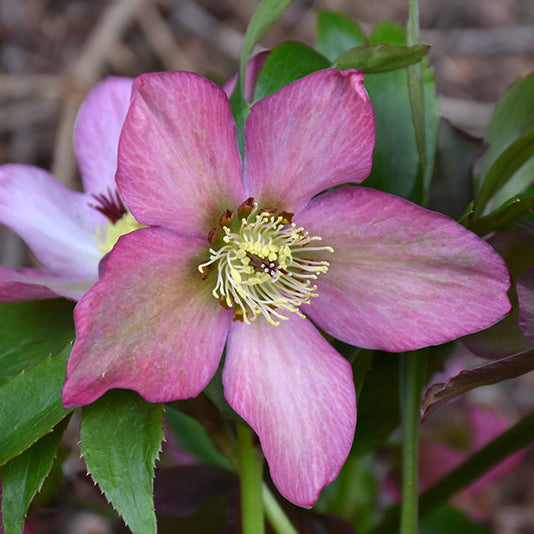 Helleborus Lenten Rose Rosemary