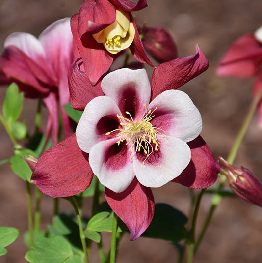 Aquilegia Columbine Early Bird Red White