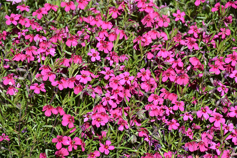 Phlox Creeping Phlox Creeping Spring Scarlet