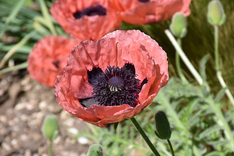 Papaver Iceland Poppy Princess Victoria Louise