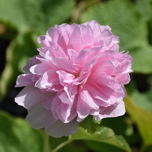 Alcea Hollyhock Peaches n Dreams