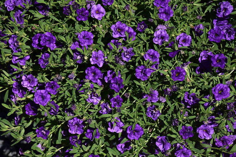 Calibrachoa MiniFamous Neo Double Blue Dark