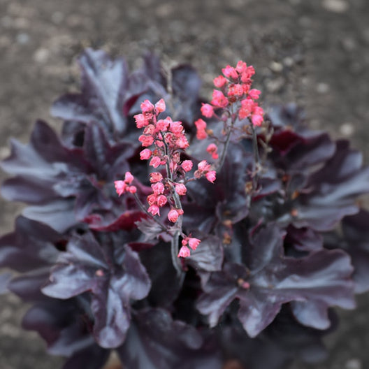 Heuchera Coral Bell Black Forest Cake