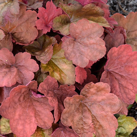 Heuchera Coral Bell Cinnamon Stick