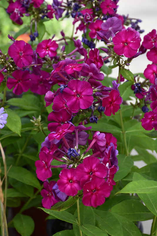 Phlox Garden Phlox Flame Pro Cerise