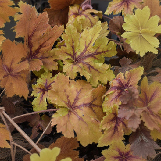 Heucherella Foamy Bell Copper King