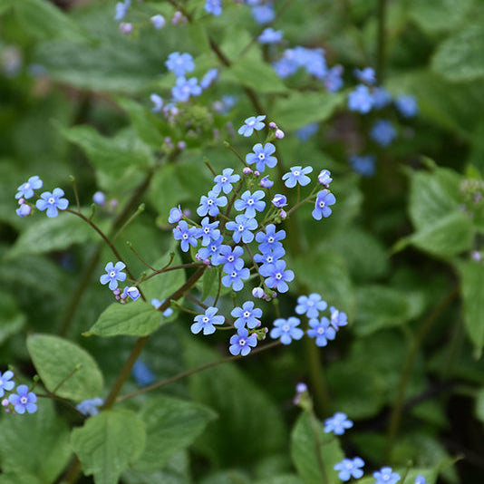 Brunnera Siberian Bugloss Alexanders Great