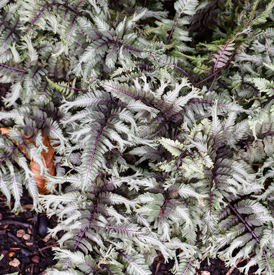 Athyrium Japanese Painted Fern Crested Surf