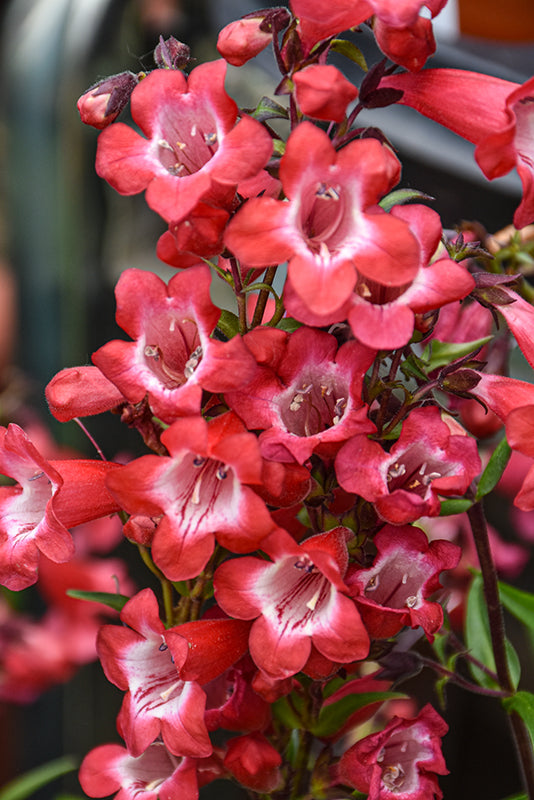 Penstemon Beardtongue Cherry Sparks