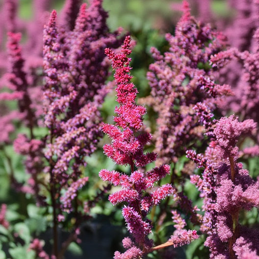 Astilbe False Spirea Visions Volcano