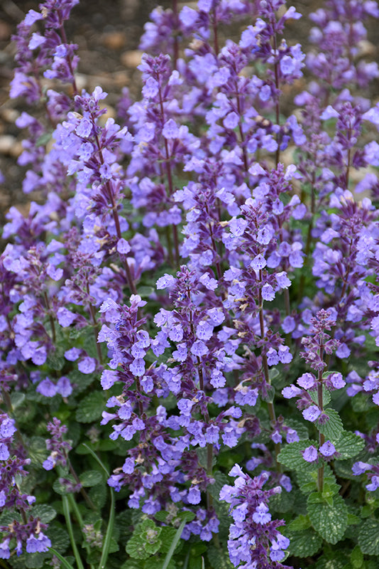 Nepeta Catmint Cat's Pajamas