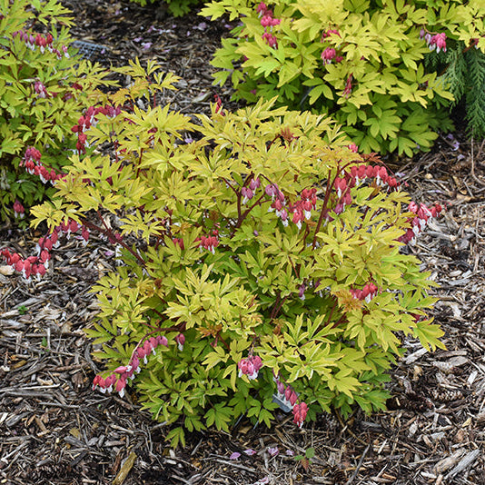Dicentra Bleeding Heart Ruby Gold