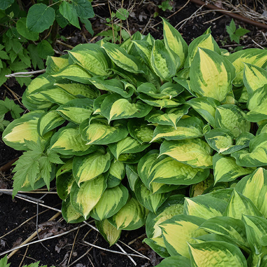 Hosta Plantain Lily Island Breeze