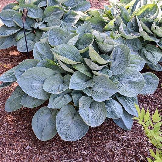 Hosta Plantain Lily Big Daddy