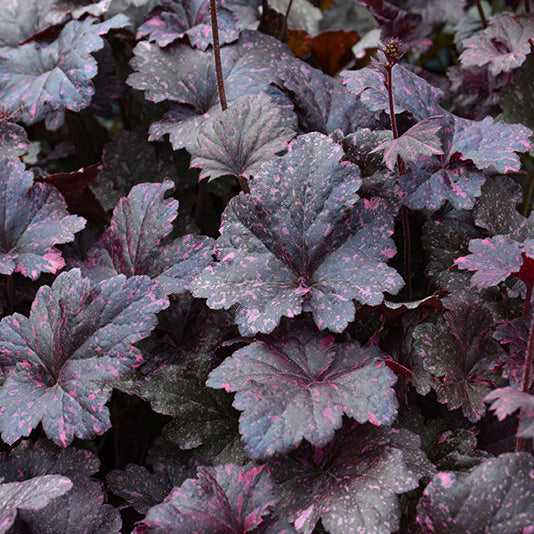 Heuchera Coral Bell Midnight Rose