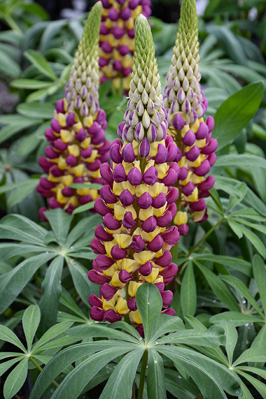 Lupinus Lupine Westcountry Manhattan Lights