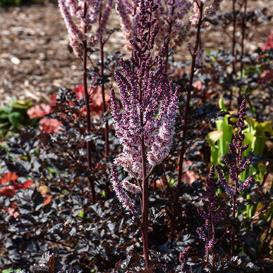 Astilbe False Spirea Dark Side Of The Moon