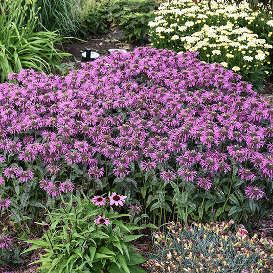 Monarda Bee Balm Upscale Lavender Taffeta