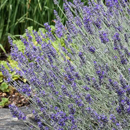 Lavendula Sensational