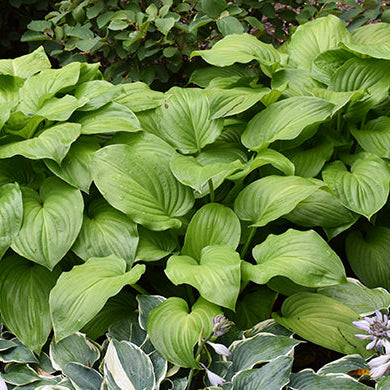 Hosta Plantain Lily Guacamole