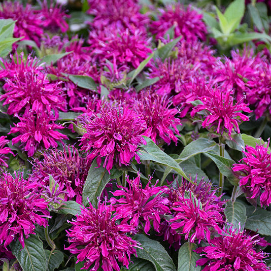 Monarda Bee Balm Balmy Purple