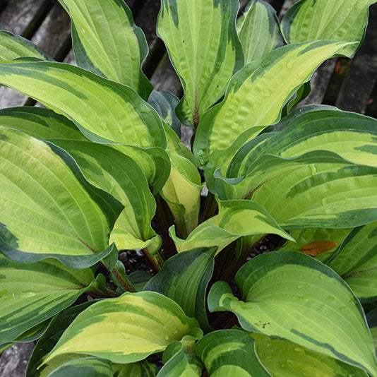 Hosta Plantain Lily Island Breeze