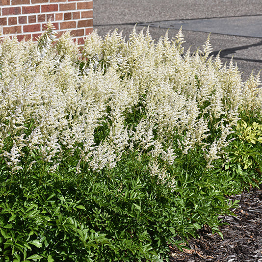 Astilbe False Spirea Chinensis Visions In White