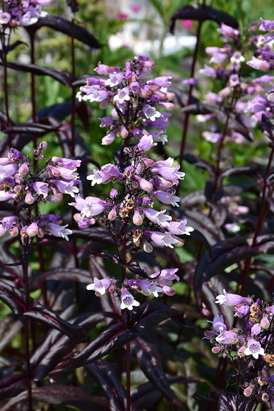 Penstemon Beardtongue Dakota Burgundy