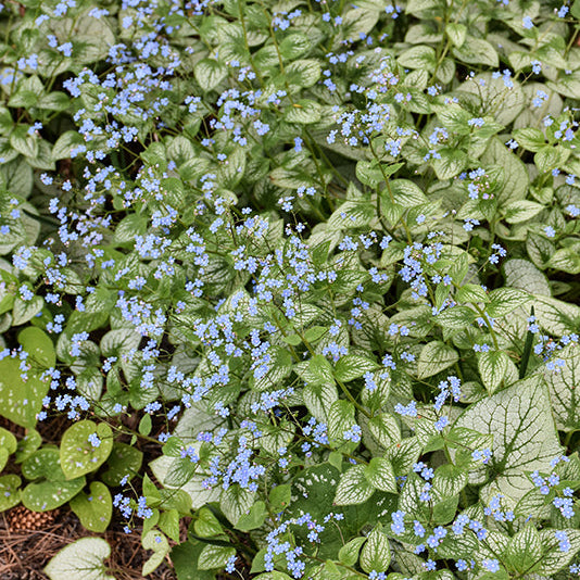 Brunnera Siberian Bugloss Silver Heart