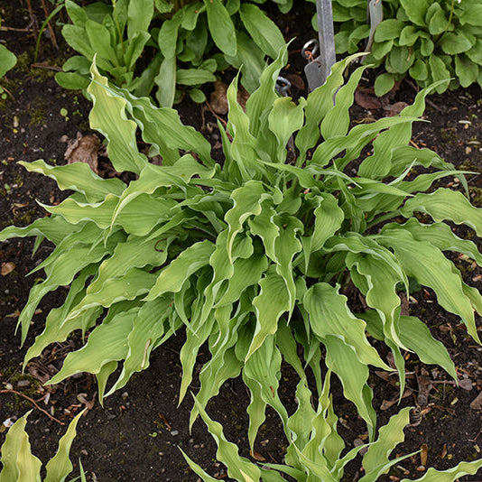 Hosta Plantain Lily Curly Fries