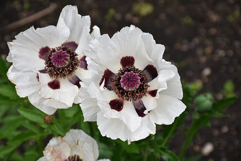 Papaver Iceland Poppy Royal Wedding