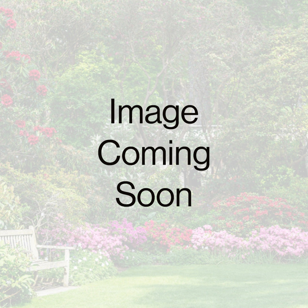 ALTHEA PINK CHIFFON US