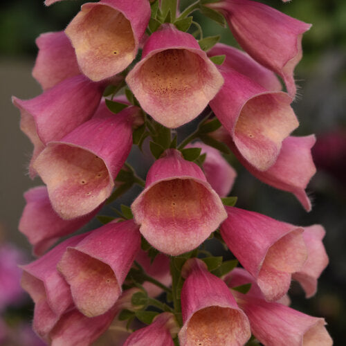Digitalis Foxglove Arctic Fox Rose
