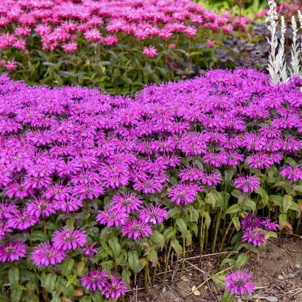 Monarda Bee Balm Leading Lady Plum