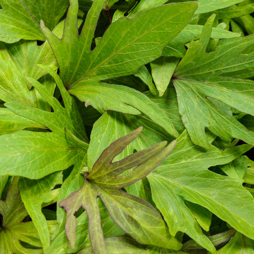 Ipomoea Sweet Caroline Medusa Green