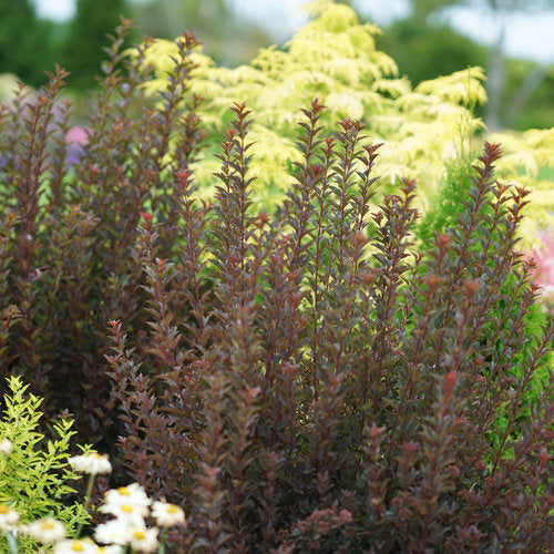 Physocarpus Tiny Wine