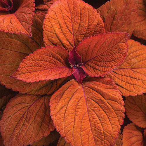 Coleus Colorblaze Sedona Sunset
