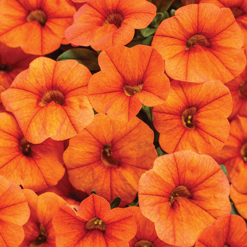 Calibrachoa Superbells Dreamsicle