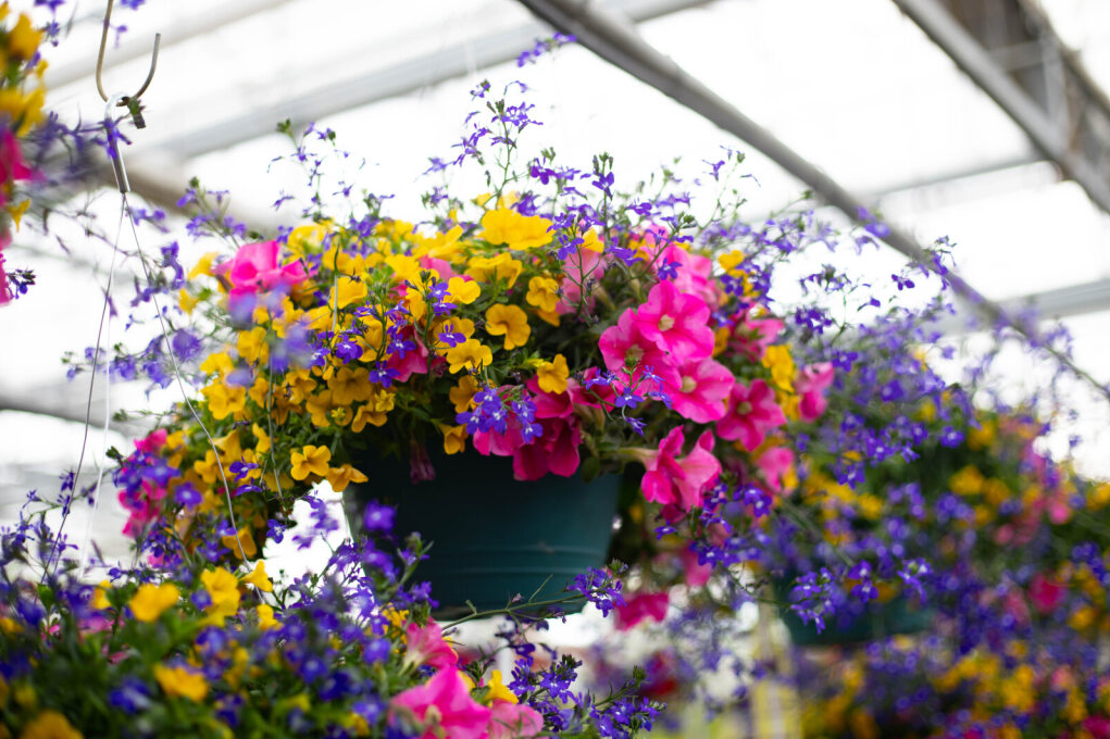 Hanging Baskets
