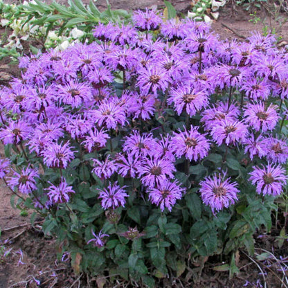 Monarda Bee Balm Sugar Buzz Blue Moon