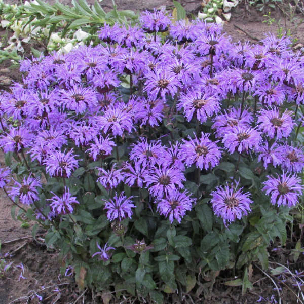 Monarda Bee Balm Sugar Buzz Blue Moon