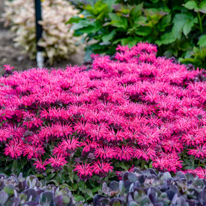 Monarda Bee Balm Leading Lady Razzberry